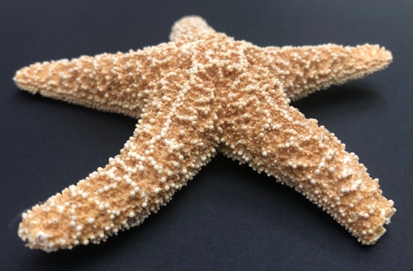 Starfish, dried